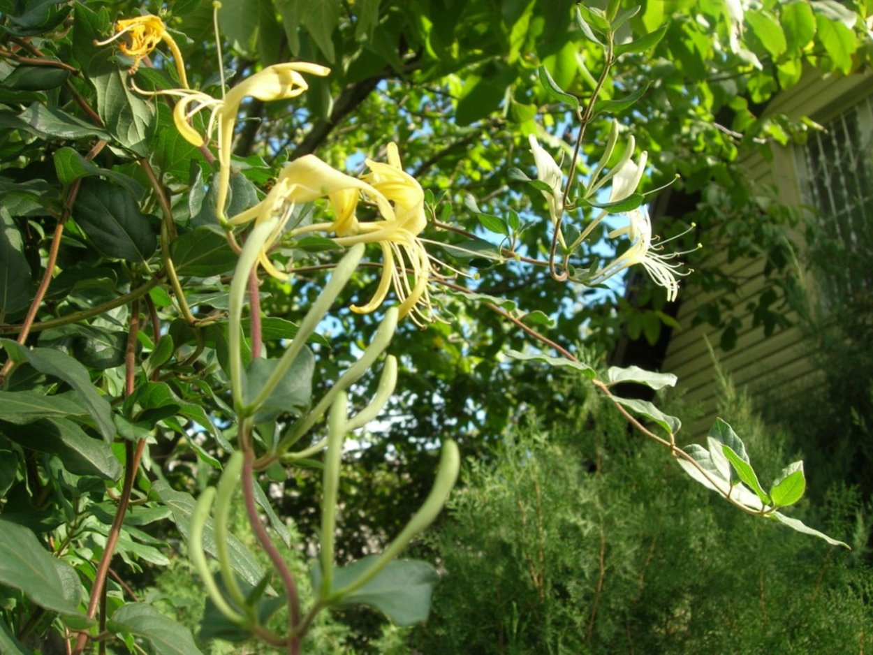 Жимолость Татарская Казанова