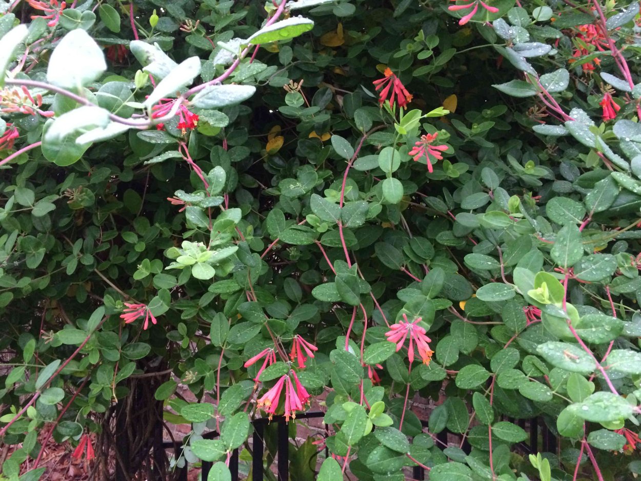 Жимолость каприфоль Брауна