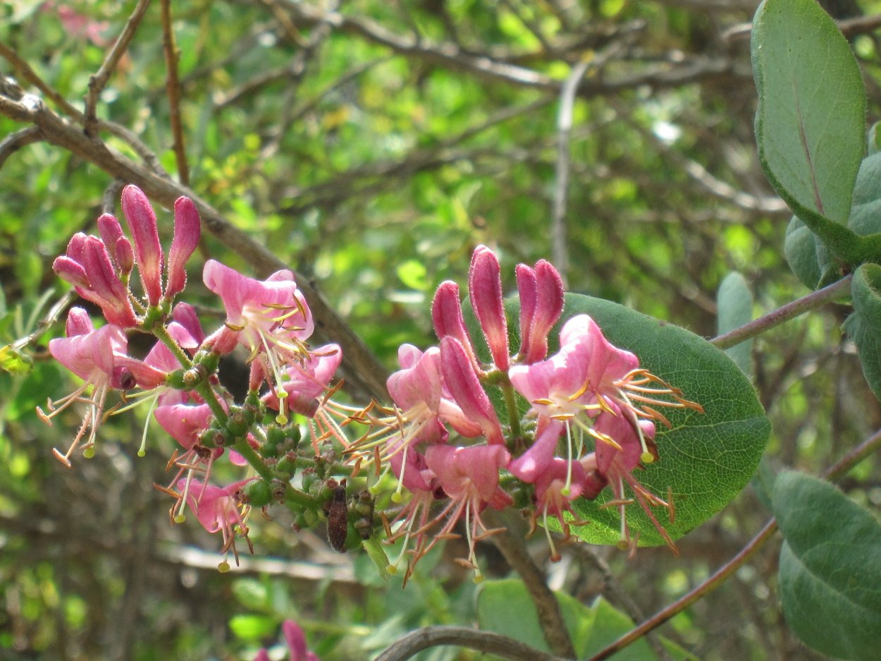 Жимолость блестящая Purple Storm