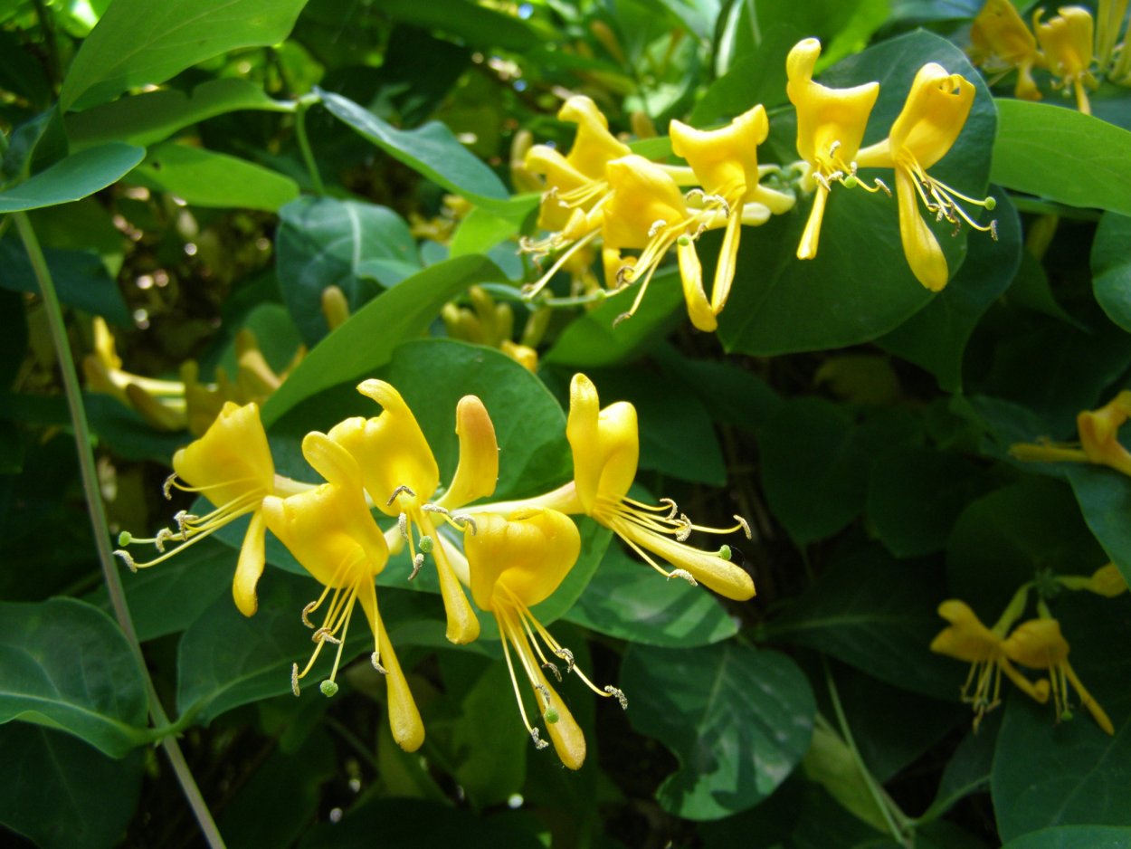 Жимолость Джеральда (Lonicera giraldii)