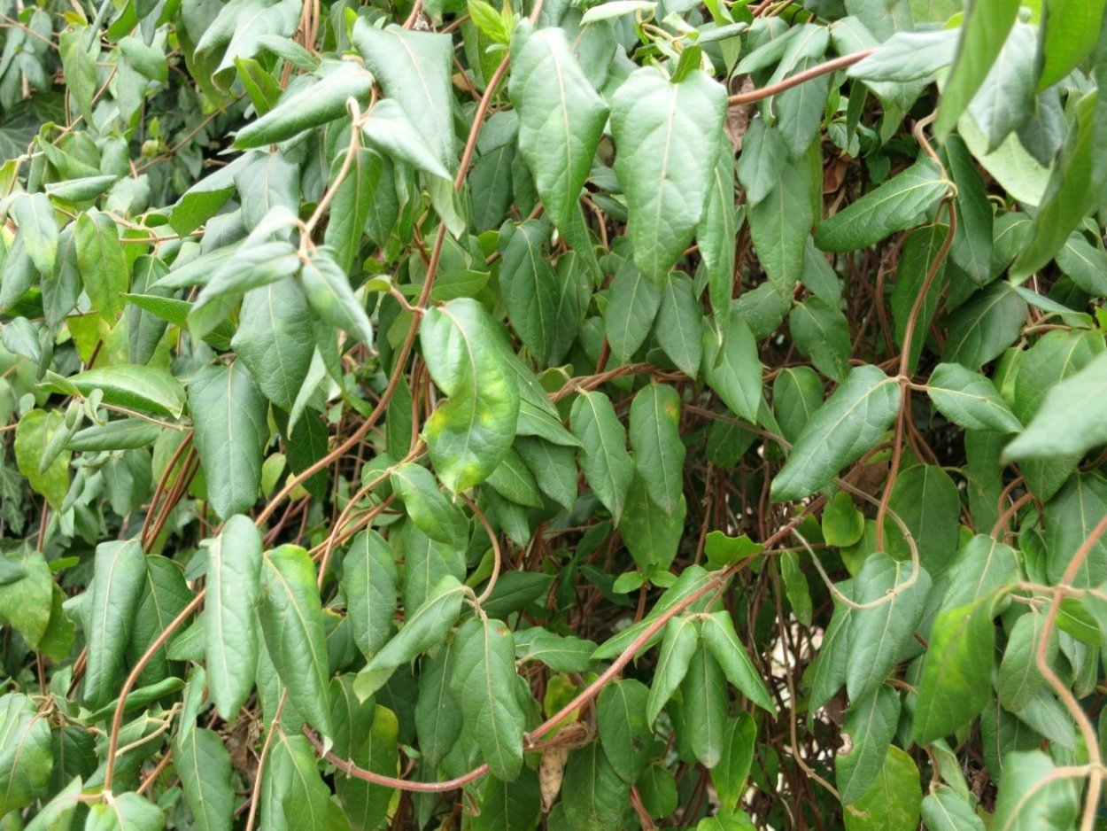 Жимолость Джеральда (Lonicera giraldii)