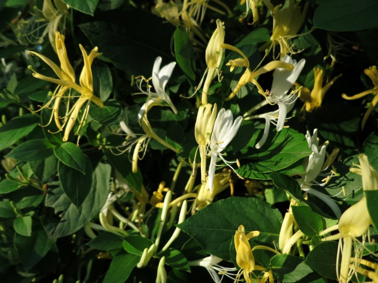 Жимолость джиральда(вечнозеленая)