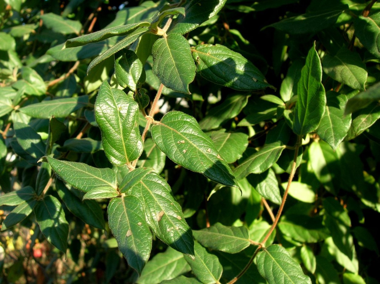 Жимолость Джеральда (Lonicera giraldii)