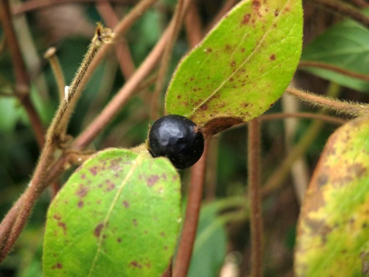 Жимолость Halliana