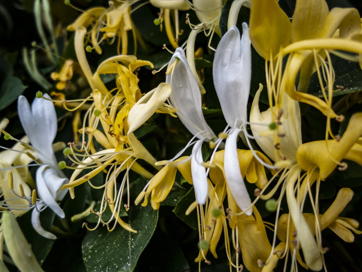 Жимолость джиральда(вечнозеленая)