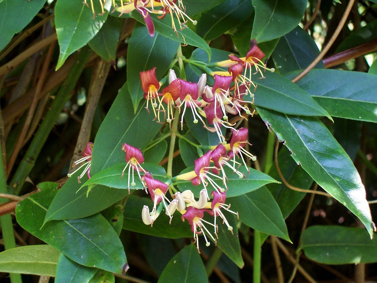 Жимолость Генри