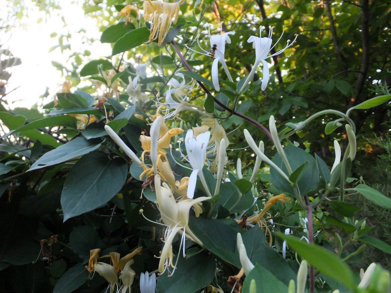 Жимолость Джеральда (Lonicera giraldii)