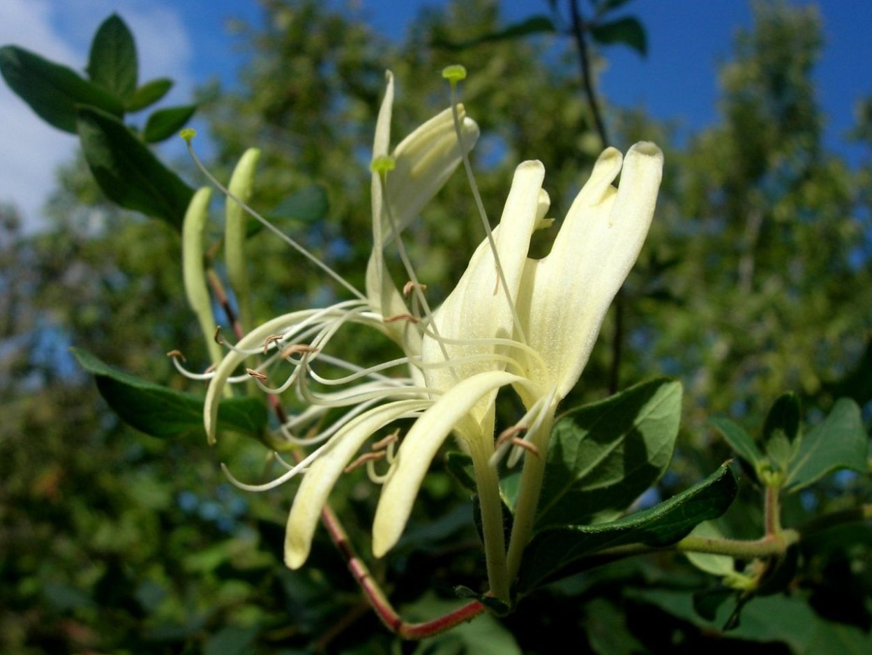 Жимолость Джеральда (Lonicera giraldii)