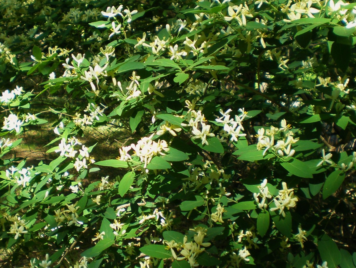 Жимолость каприфоль арка