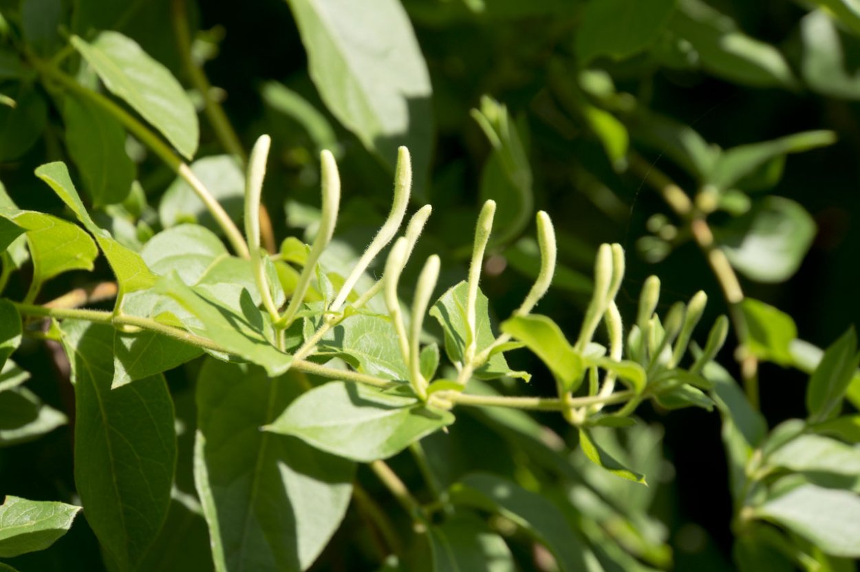 Жимолость каприфоль белая