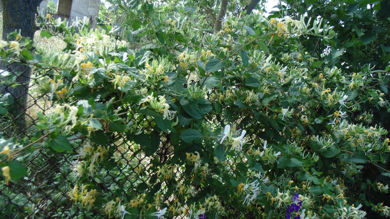 Жимолость вечнозеленая Генри