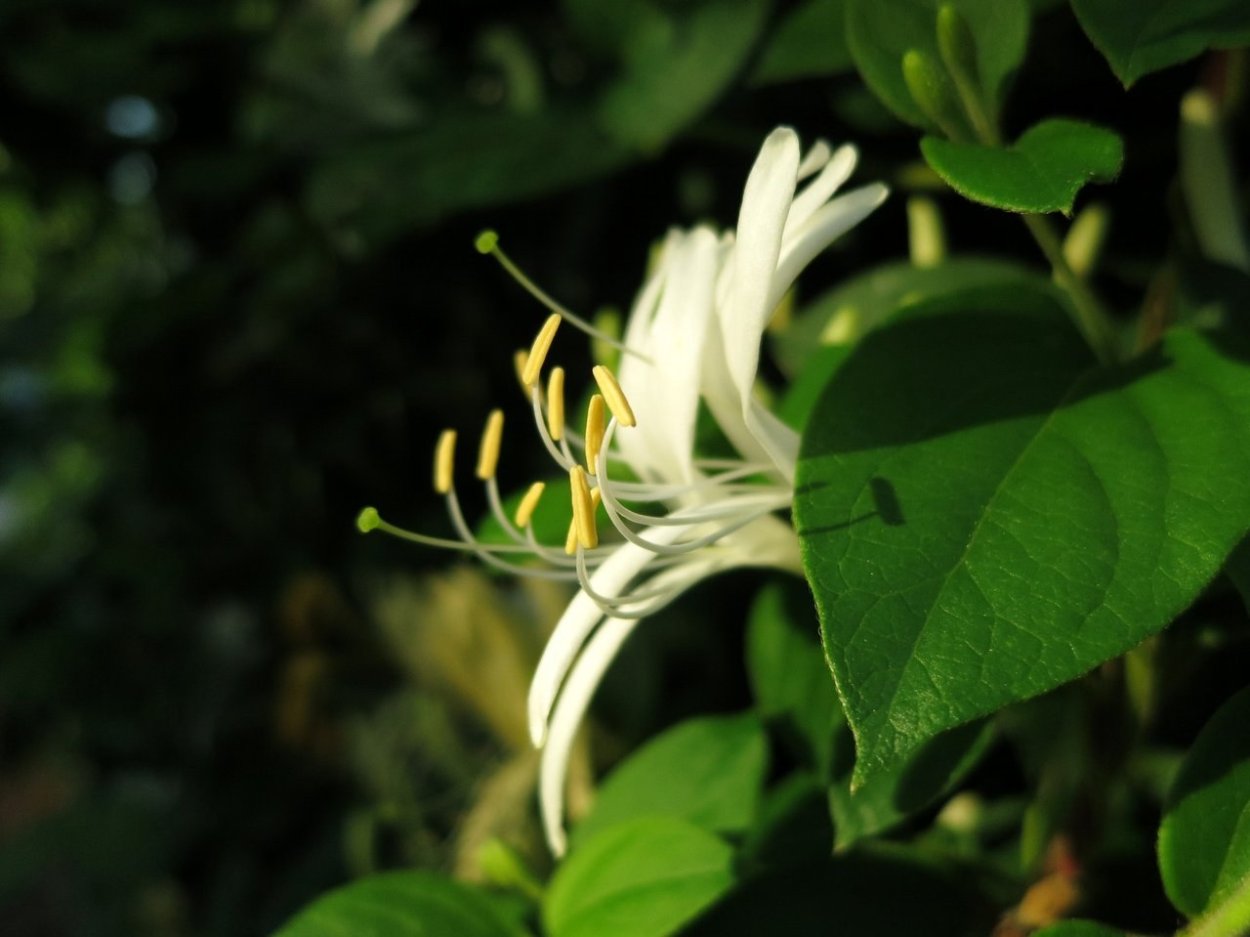 Жимолость вьющаяся вечнозеленая