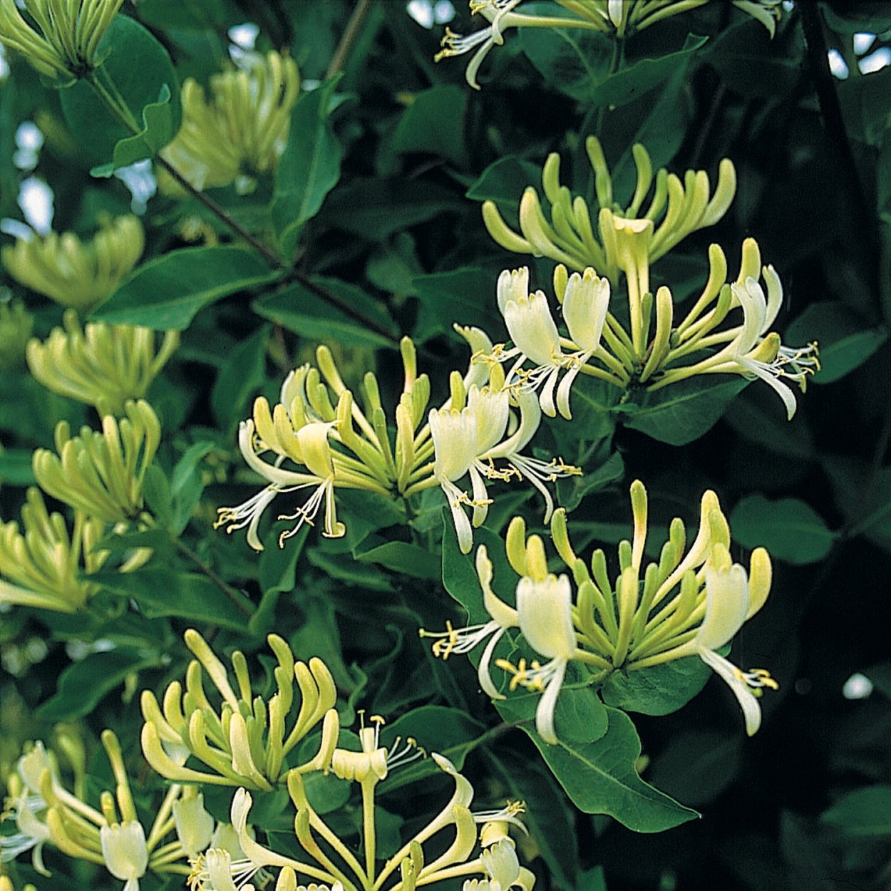 Жимолость Генри