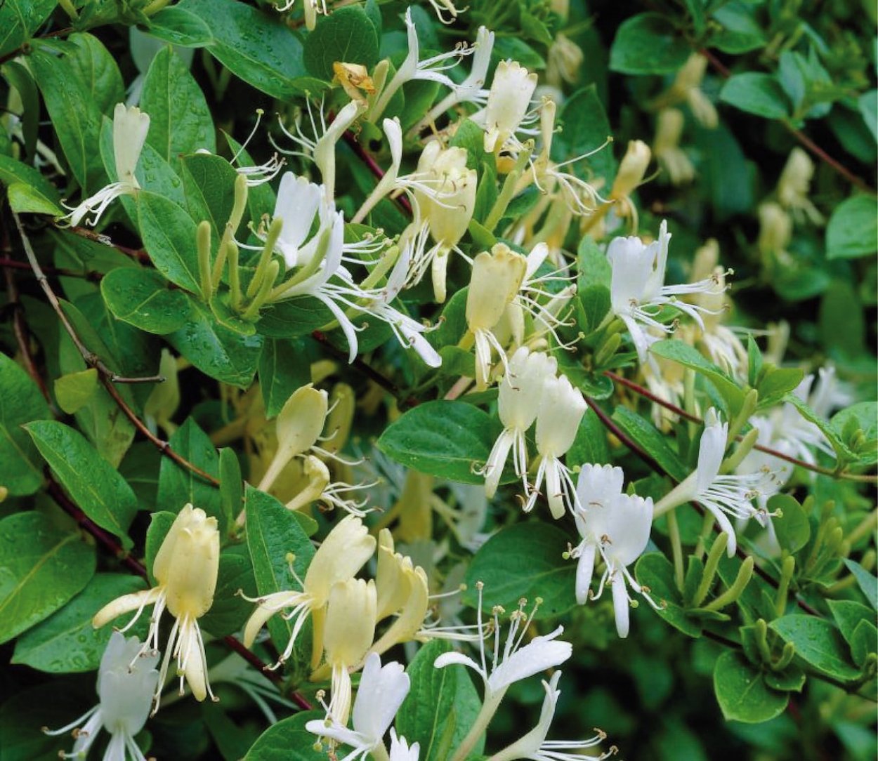 Жимолость Джеральда (Lonicera giraldii)
