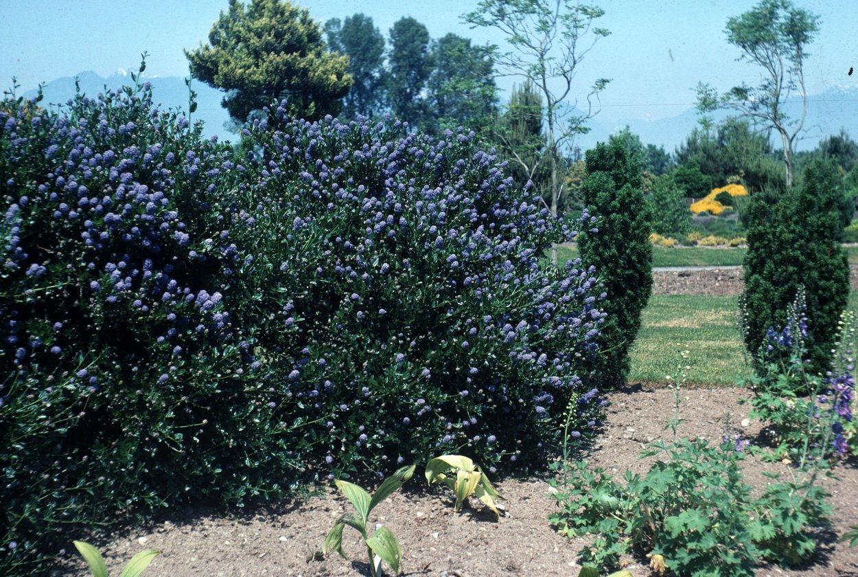 Lonicera sempervirens