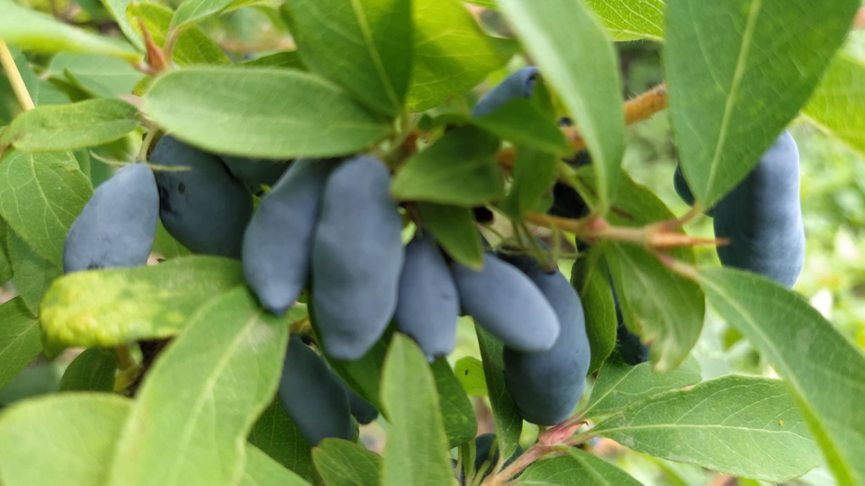 Жимолость henryi