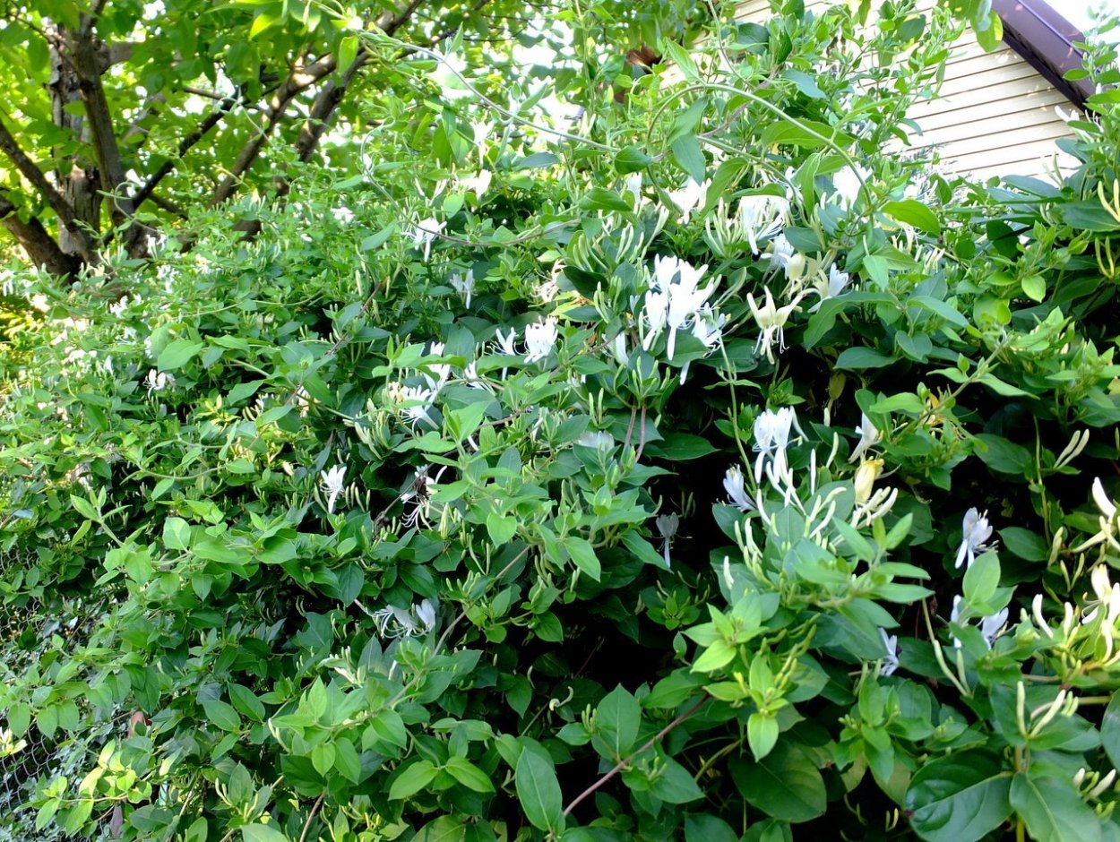 Жимолость вечнозеленая Генри