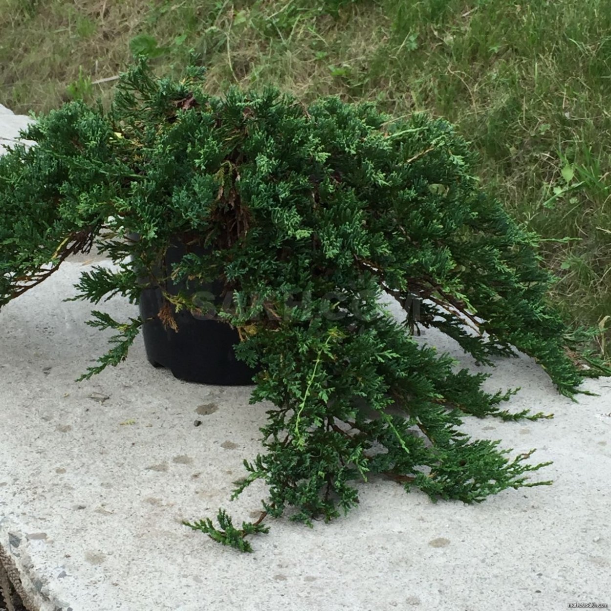 Можжевельник Тунберга