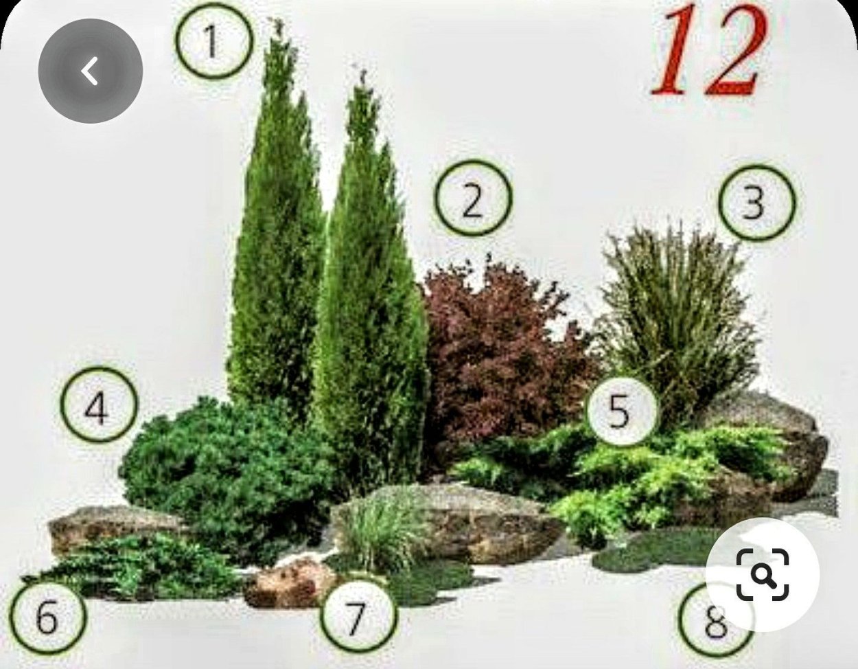 Туя Смарагд,можжевельник казацкий,Горная сосна-клумба