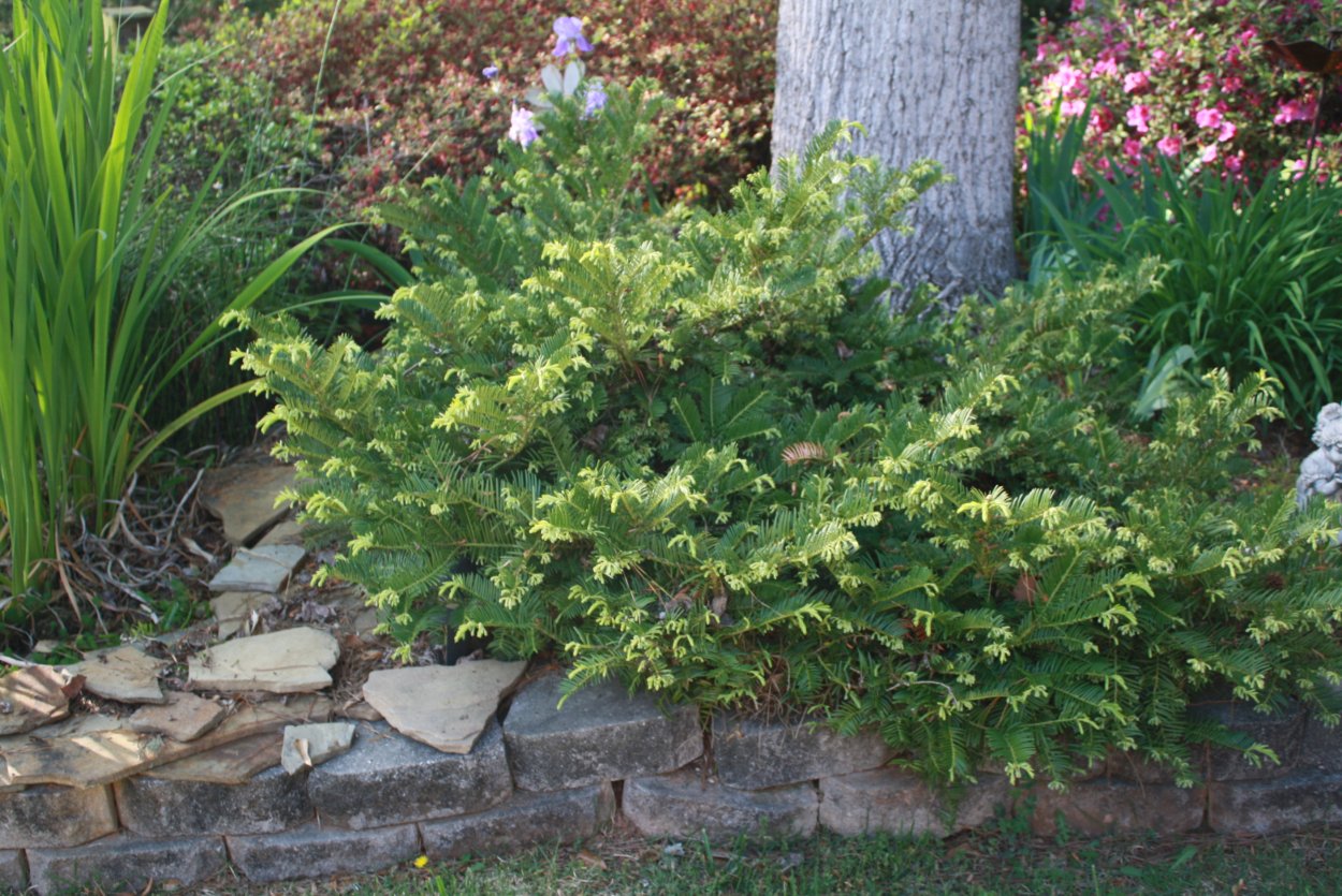 Можжевельник казацкий и Барбарис