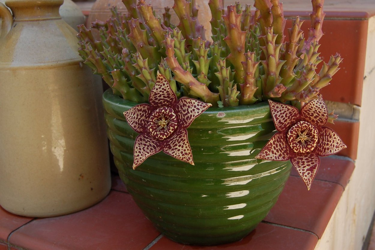 Стапелия пестрая Stapelia variegata