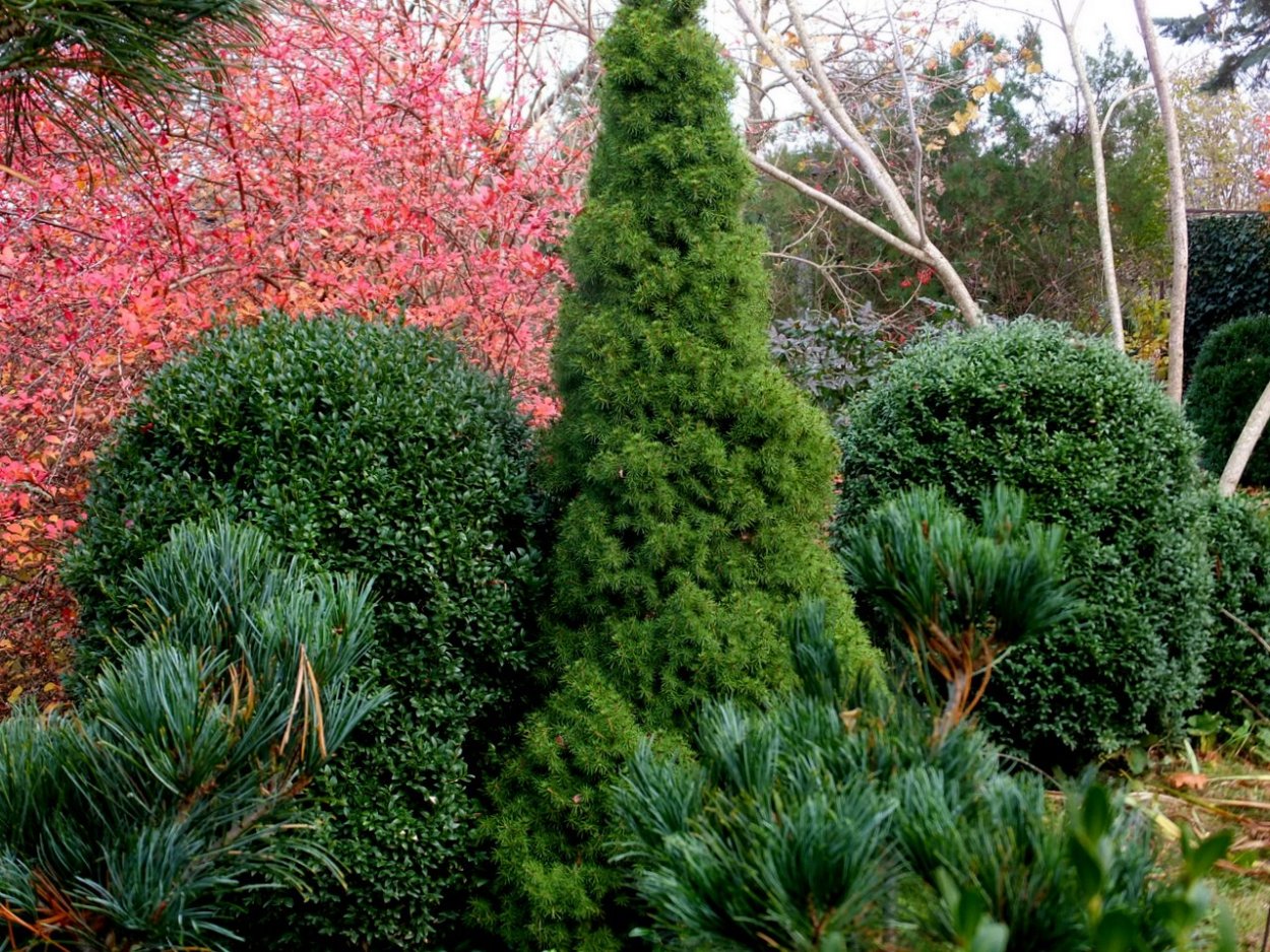 Туя Тунберга