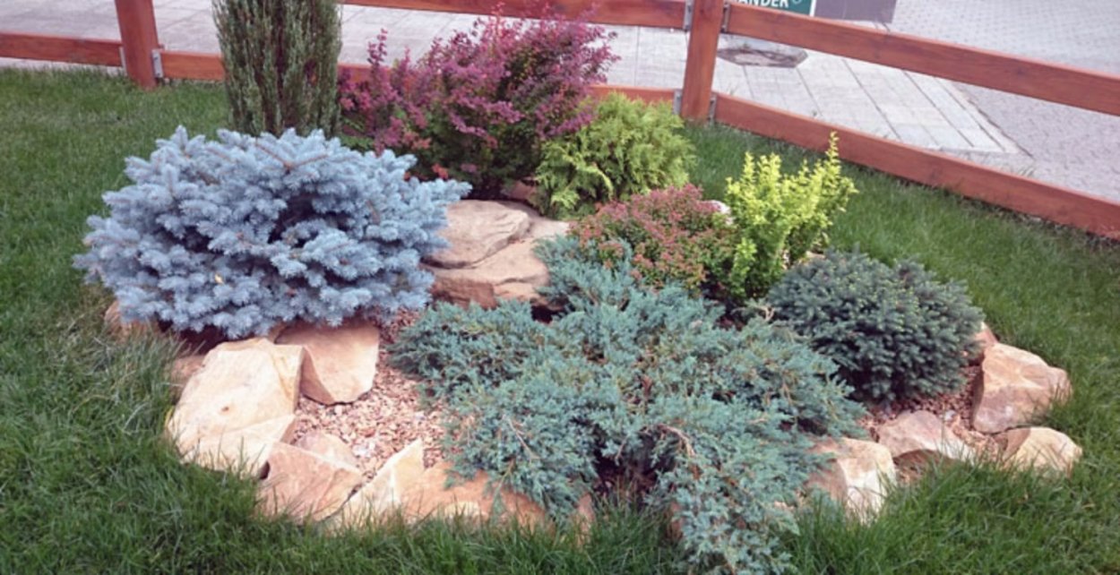 Туя Глаука Глобоза