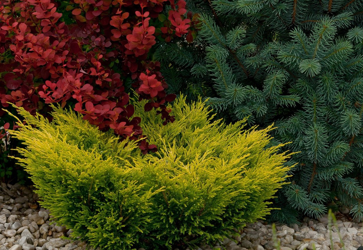 Можжевельник горизонтальный лайм Голд