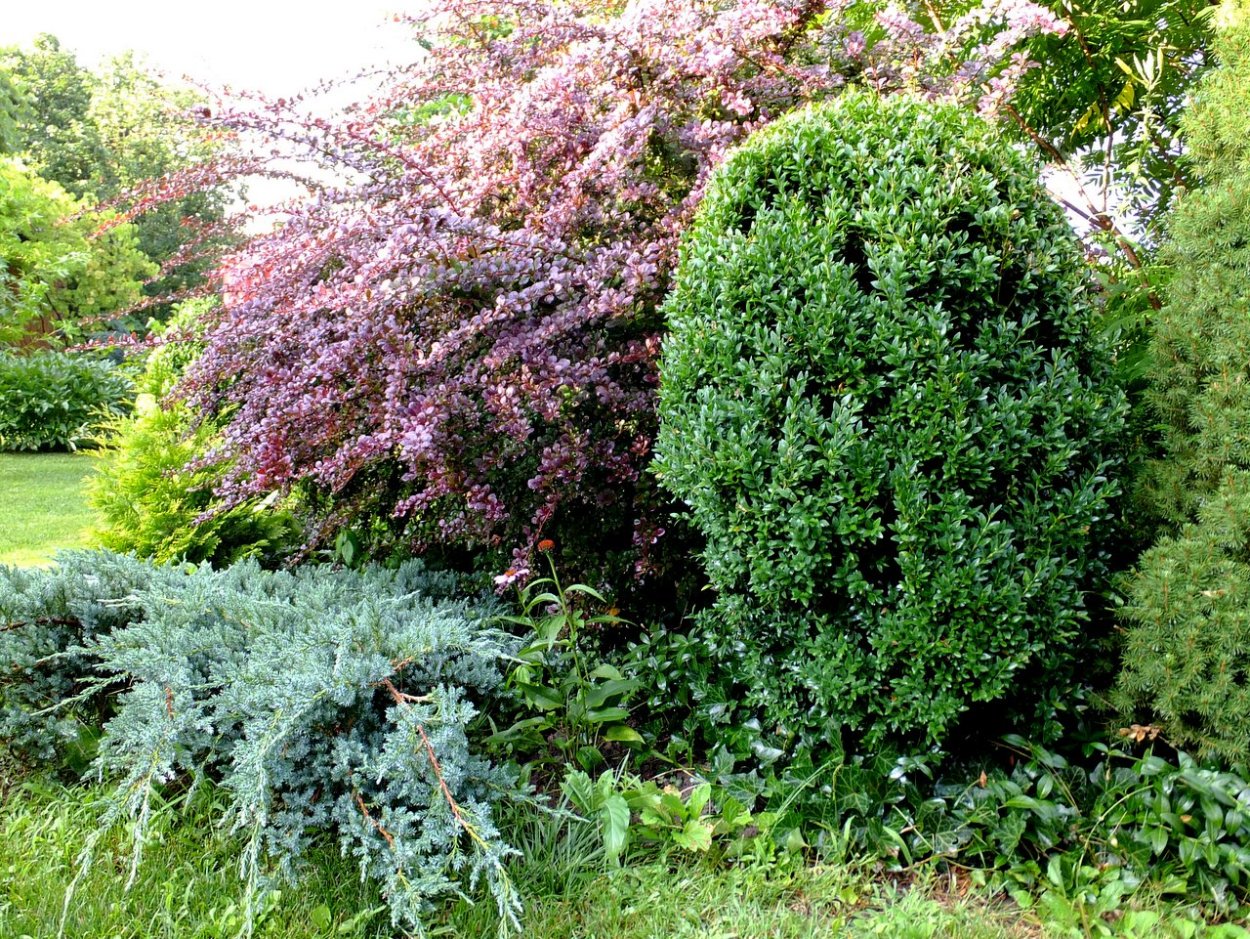 Барбарис Тунберга и можжевельник