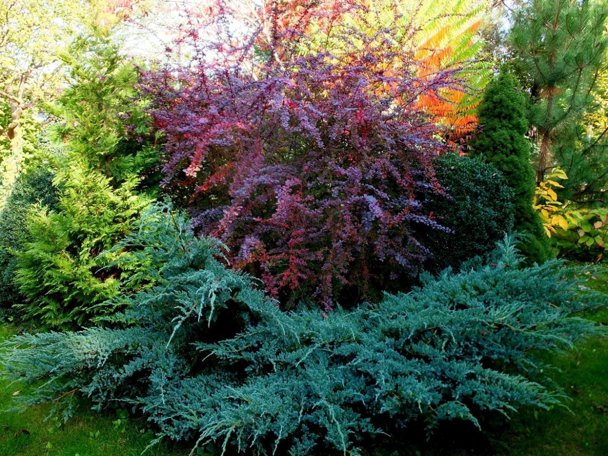 Барбарис Тунберга оттавский Суперба