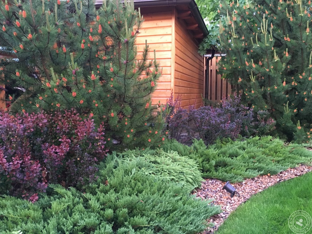 Миксбордер туя Барбарис