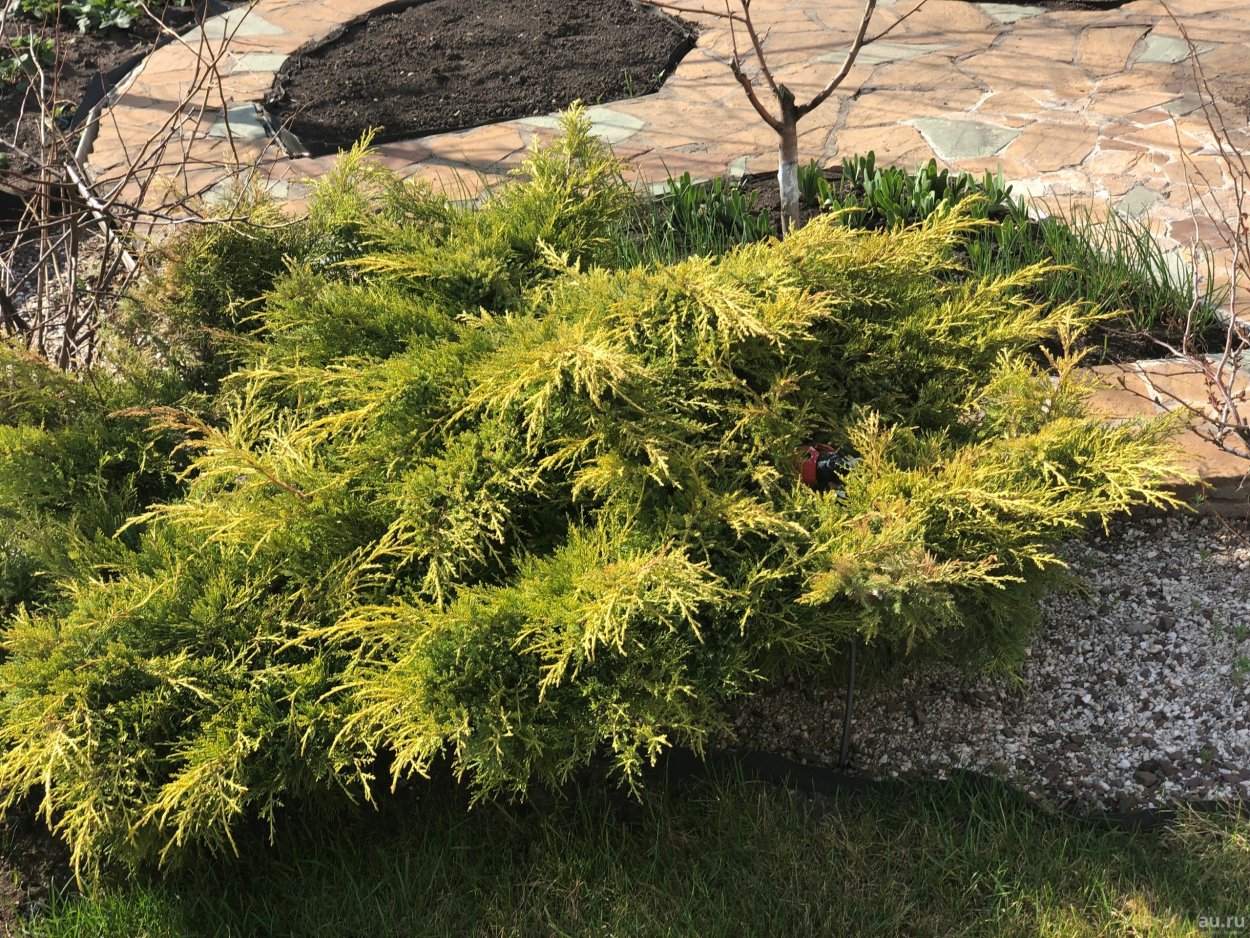 Можжевельник elegantissima
