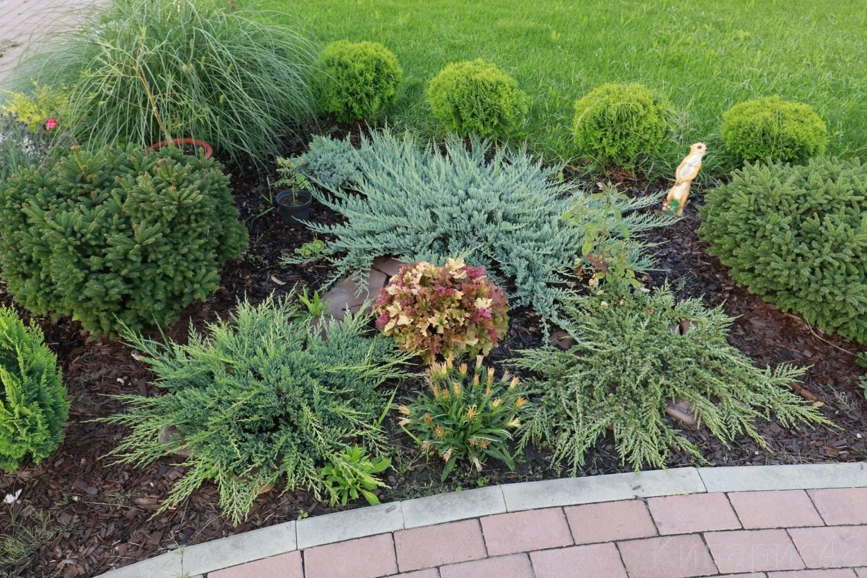 Можжевельник горизонтальный Блю в саду