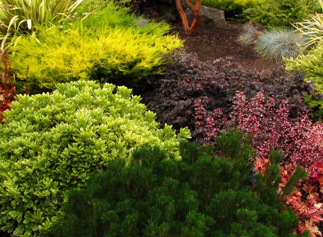 Можжевельник Тунберга