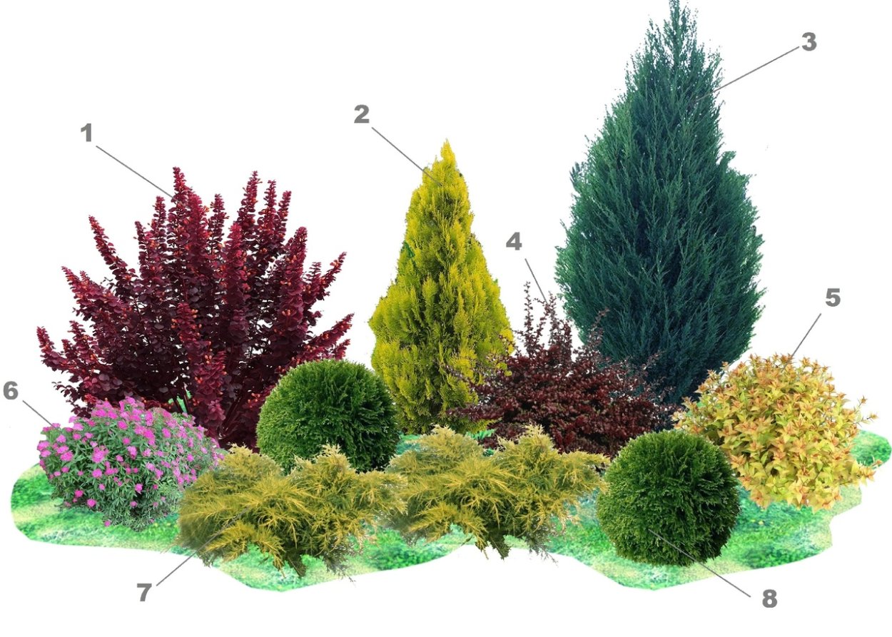 Клумбы из хвойных туя можжевельник спирея