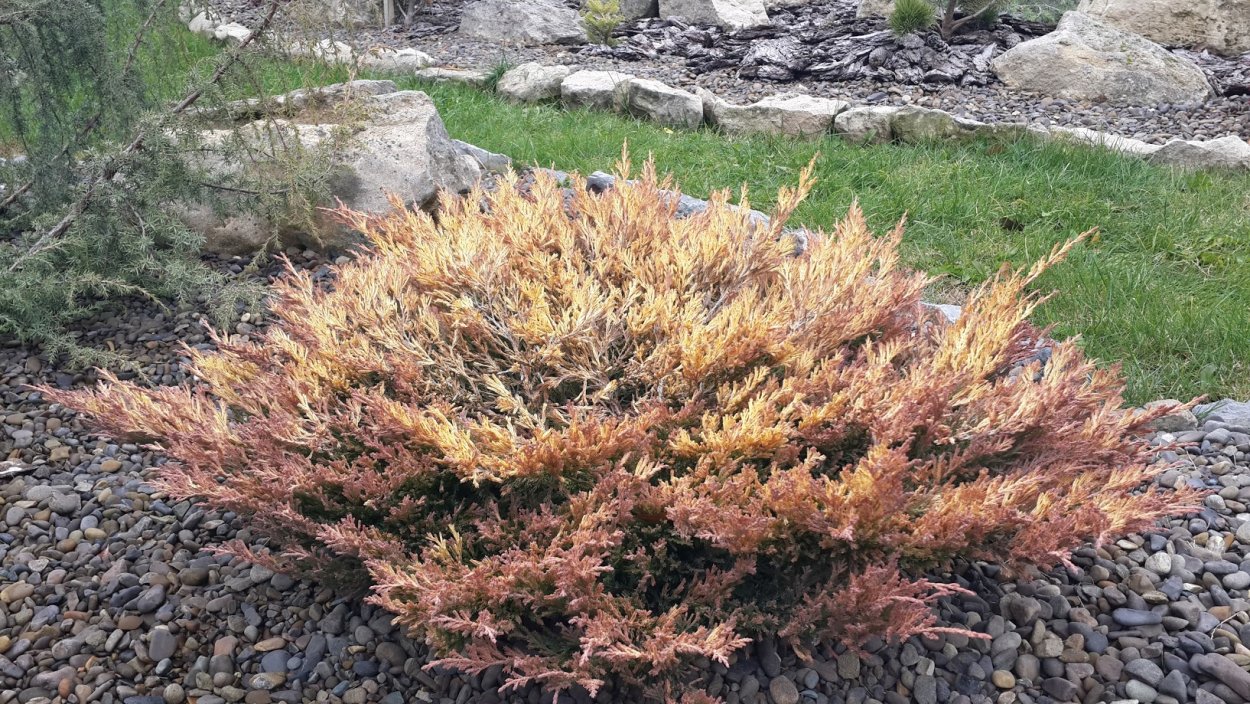 Можжевельник лайм Глоу