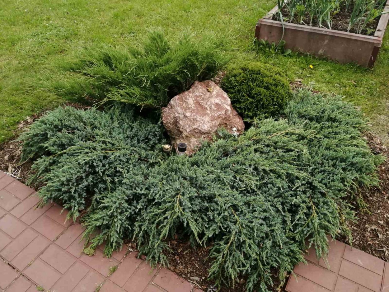 Габриэль хвойник