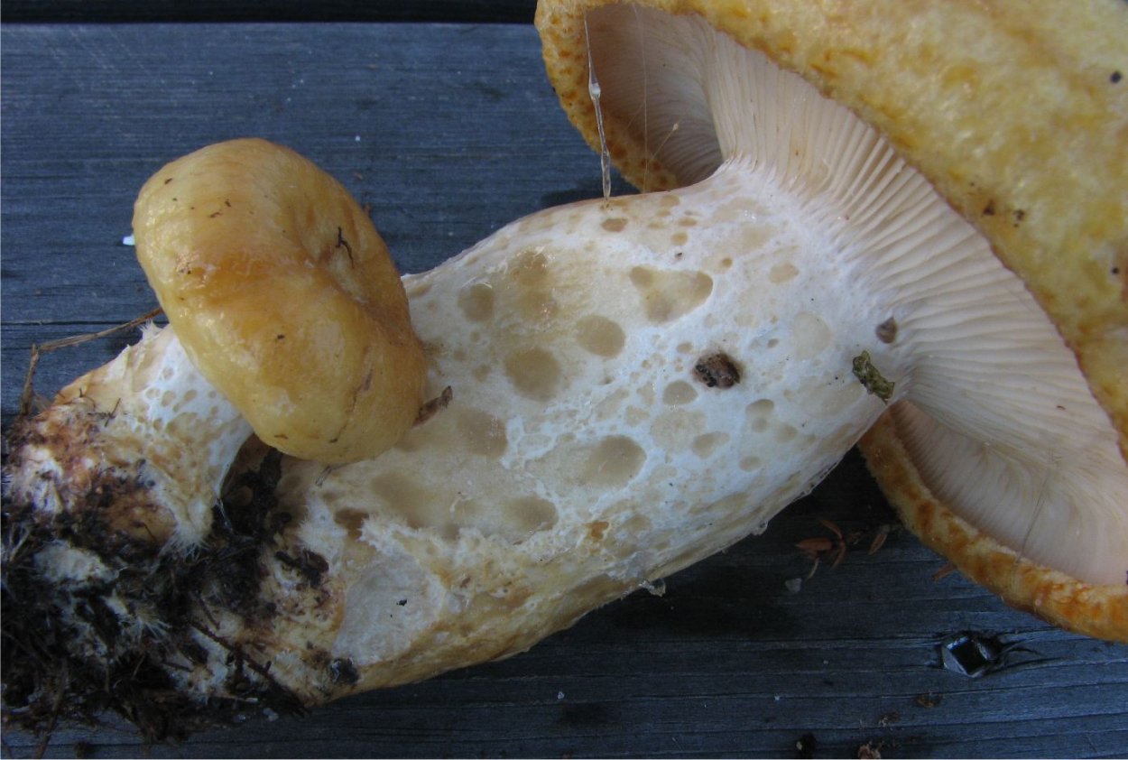 Млечник гигрофоровидный