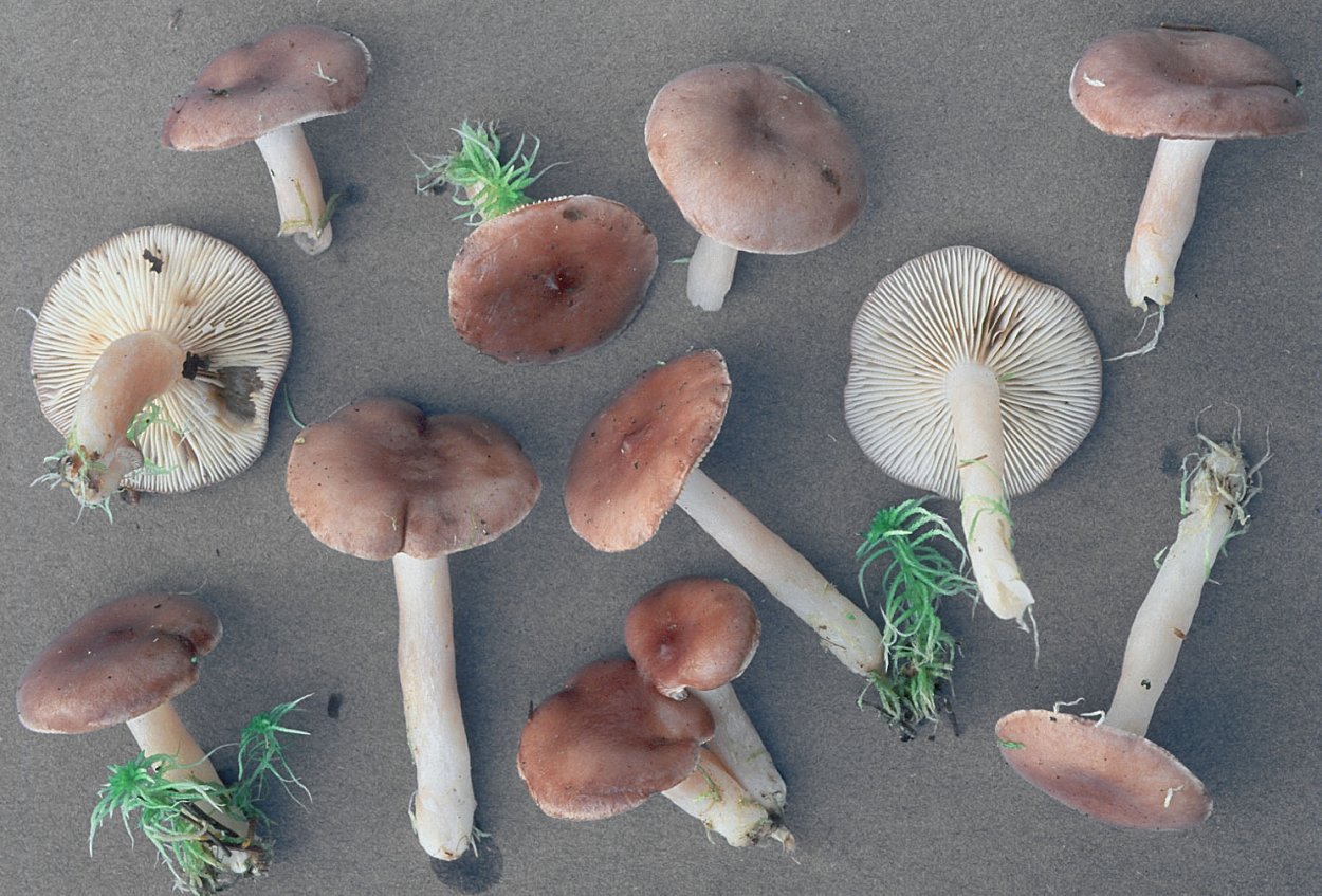 Гриб волнушка ножка на срезе