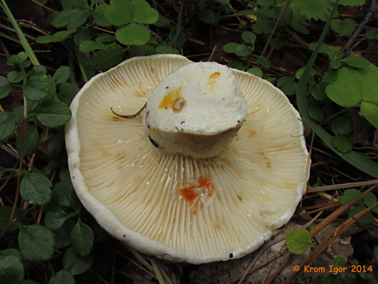 Lactarius bertillonii