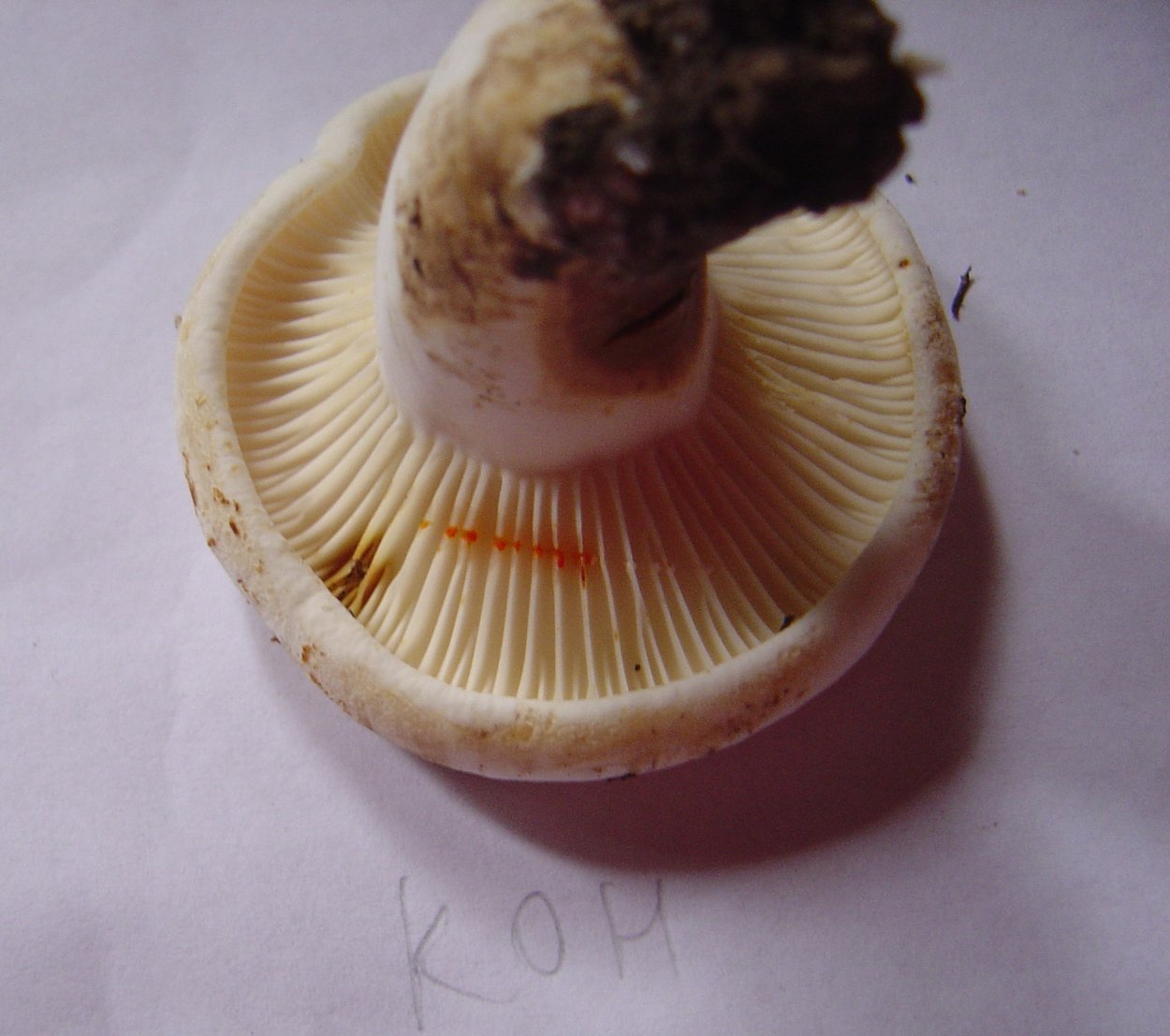 Млечник золотистый