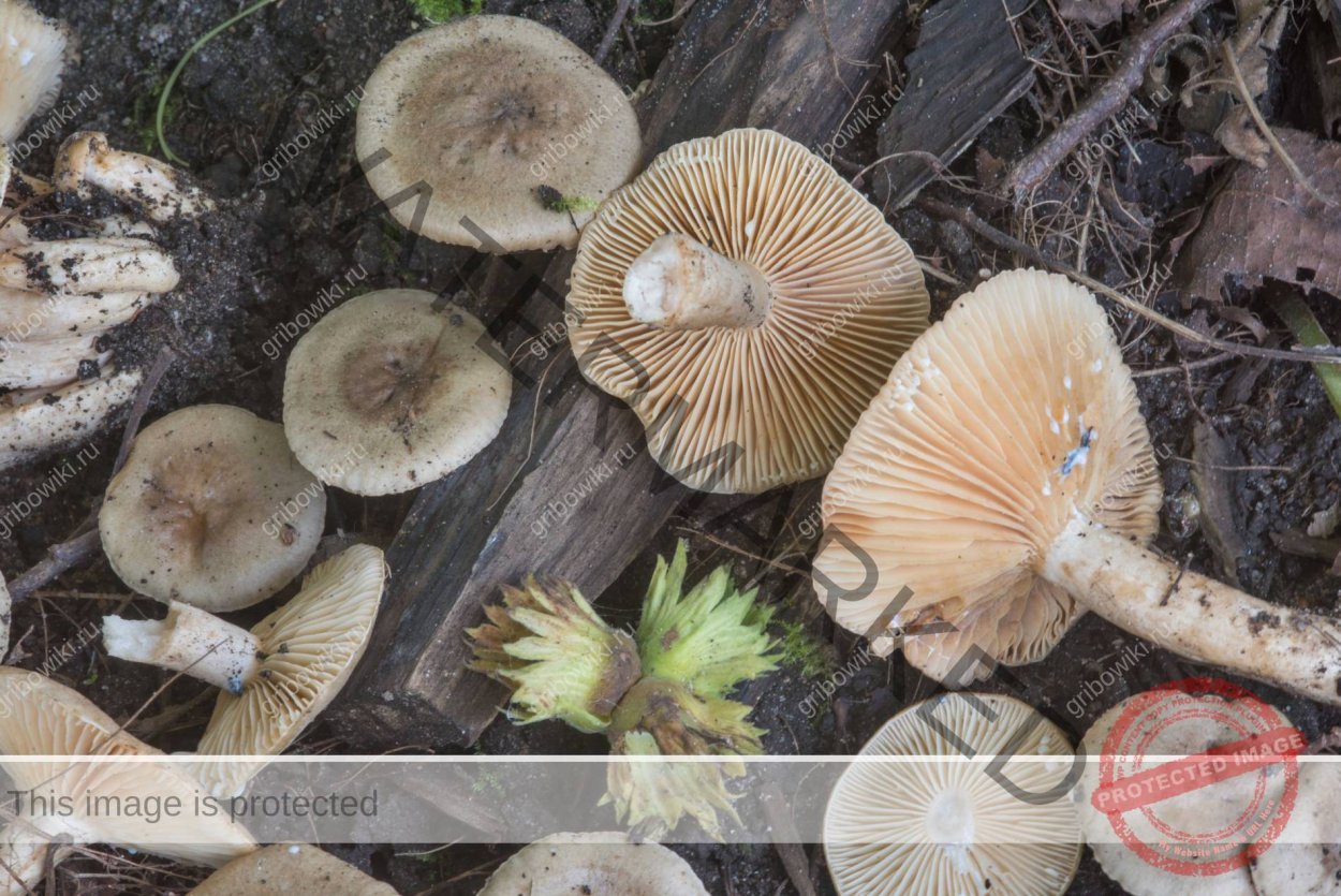 Млечник бледный