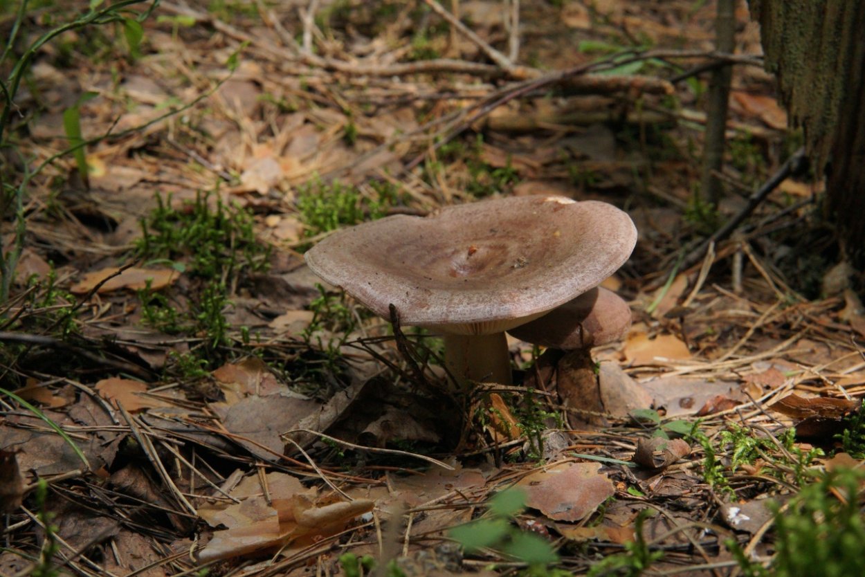 Лактифлююс гриб Lactifluus