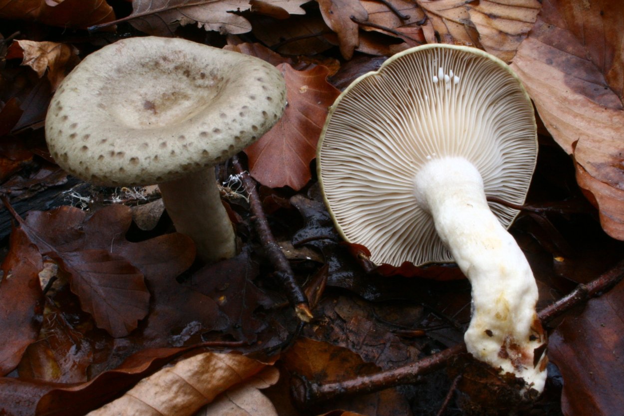 Млечник серо-розовый Lactarius helvus