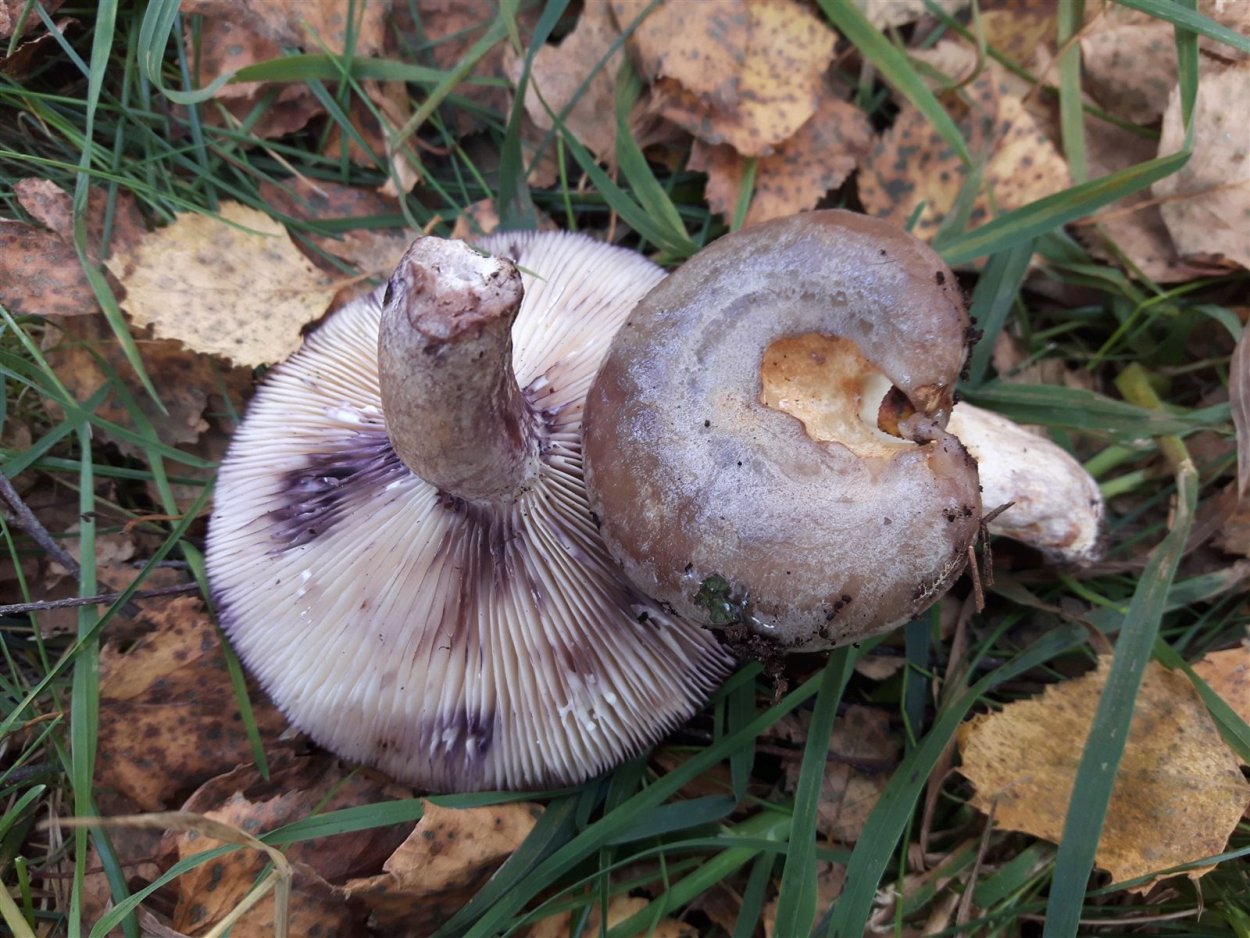 Млечник сиреневый Lactarius lilacinus