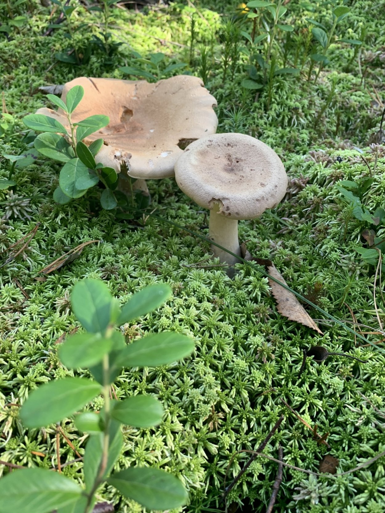 Млечник камфорный