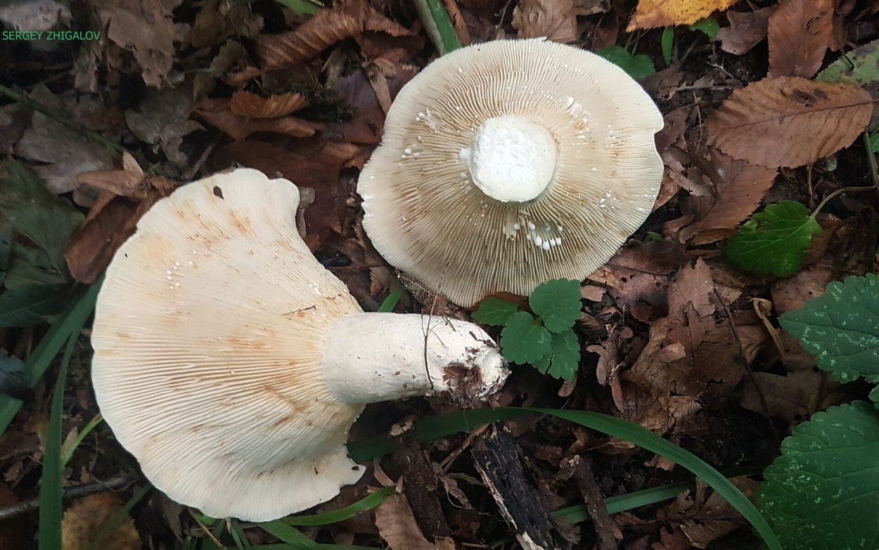 Млечник острый