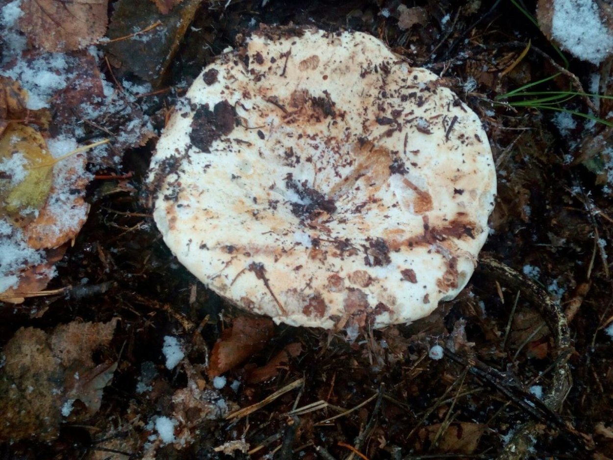 Саккардо о грибах