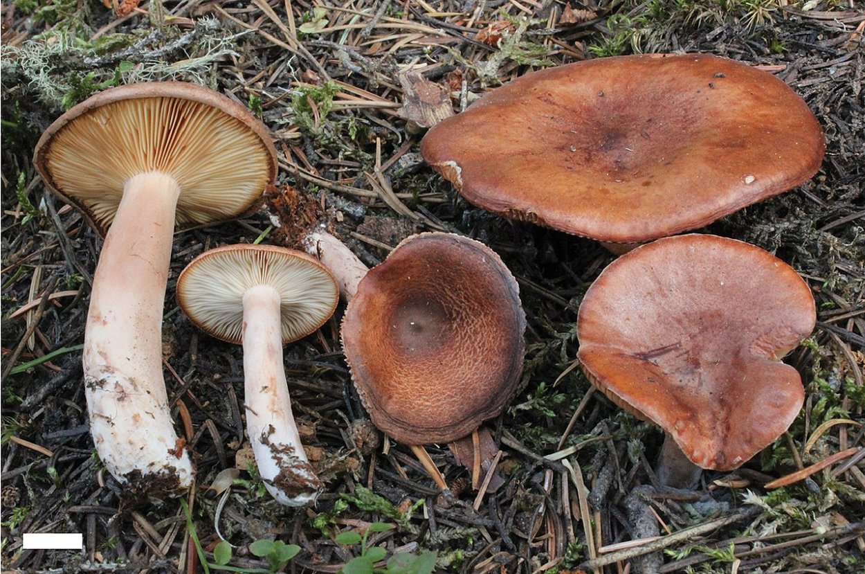 Henningsomyces candidus