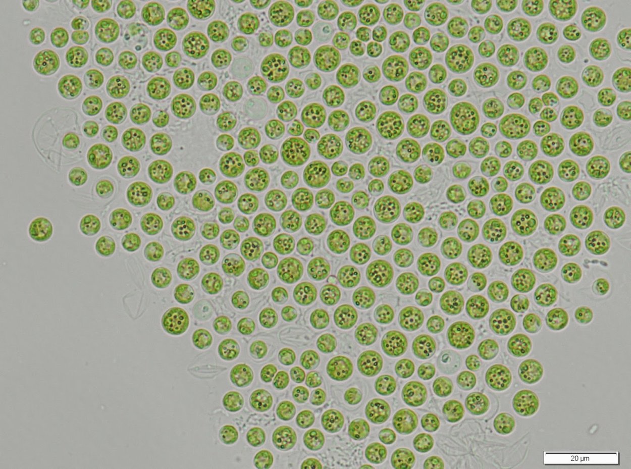 Microcystis pulverea